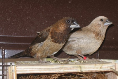 MOINEAU DU JAPON 