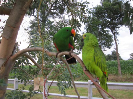 ECLECTUS